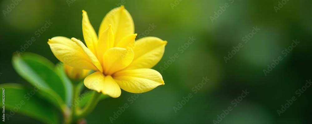 Delicate petals of a yellow jasmine flower unfolding, bloom, spring, blossom Delicate petals of a yellow jasmine flower unfolding, bloom, spring, blossom
