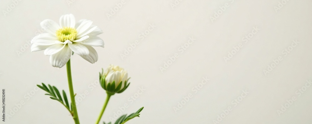Fototapeta premium Isolated white flower of achillea millefolium on light background, spring, bloom, flower