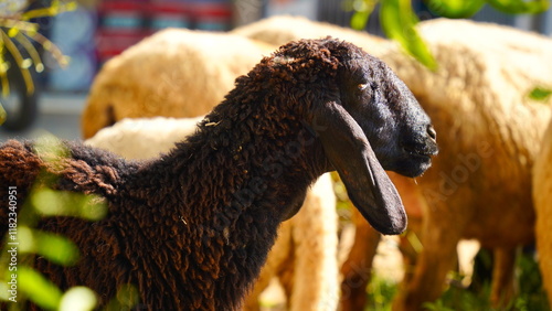 A sheep standing, looking around and the heard is grazing grass in the background. Young Asian sheep eating leaves of neem tree (Azadirachta indica). Village domestic animals photo