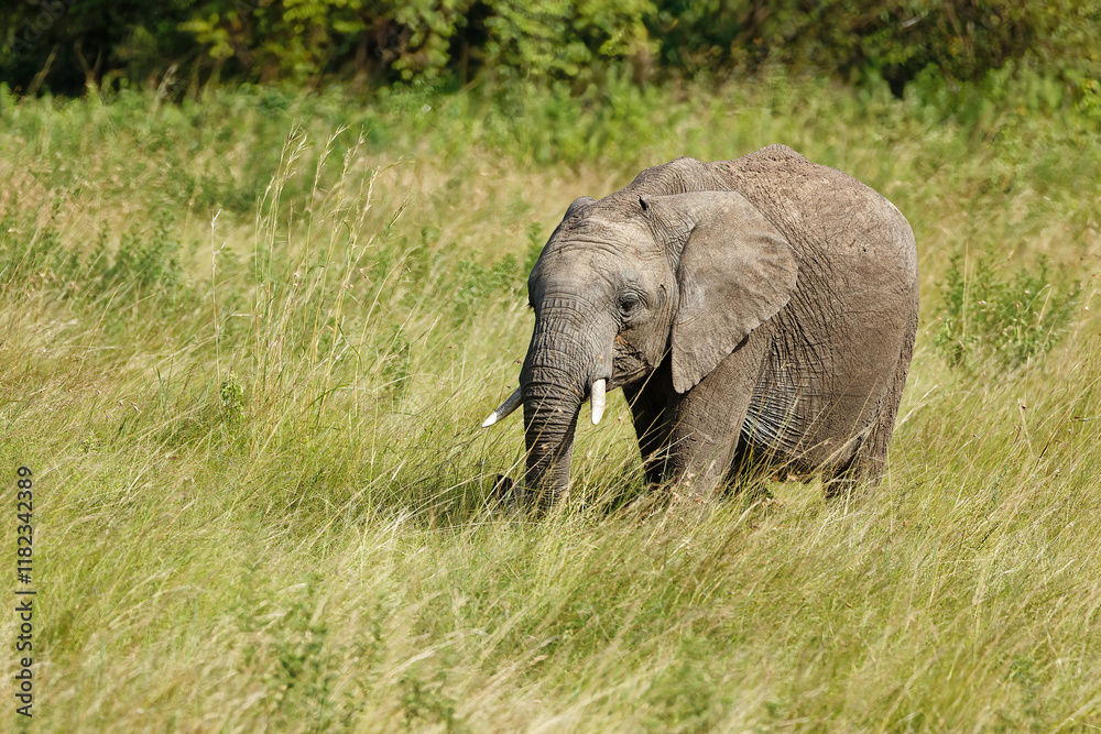 Beautiful Picture of the African Bush Elephant at Masai Mara National Park. Picture is apt for the living room as wallpaper Beautiful Picture of the African Bush Elephant at Masai Mara National Park. Picture is apt for the living room as wallpaper