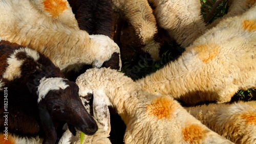 A flock of sheep, black and white sheep herd eating leaves on the ground. Group of many domestic sheep grazing grass on farmland. Animals with marks on the body. Organic Wool. Top view shot photo