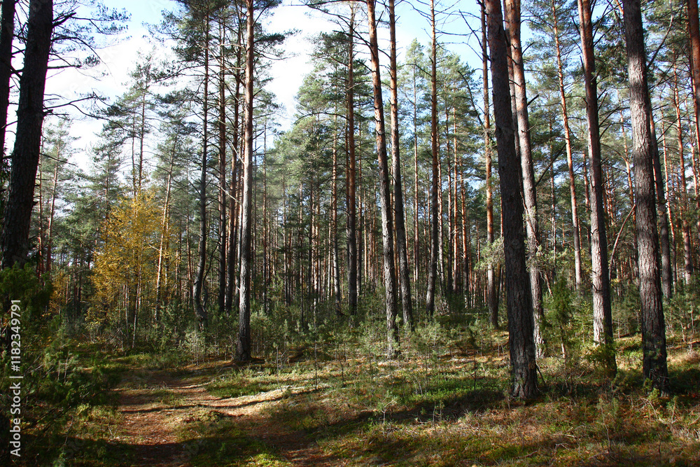 Fototapeta premium Sunny day in оctober. A fragment of the pine wood with birches.
