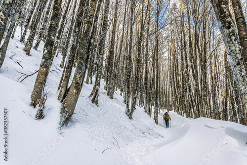 Winter landscape in Campigna, Casentinesi Forest National Park, Emilia-Romagna, Italy