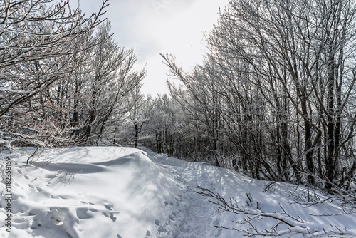 Winter landscape in Campigna, Casentinesi Forest National Park, Emilia-Romagna, Italy photo