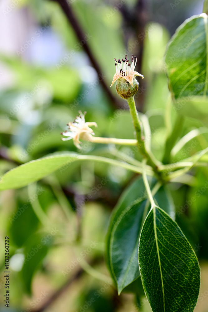 Pear ovaries selective focus close up shot. Ovary with stamens of pear fruit after flowering. Pear ovaries selective focus close up shot. Ovary with stamens of pear fruit after flowering.