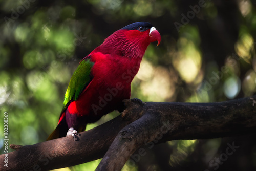 Purple-bellied Lory with Vibrant Red and Green Plumage Perched Gracefully on a Branch in Natural Tropical Light. Ideal for Wildlife Art, Nature Education, and Exotic Bird Conservation Themes. photo