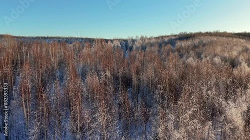 Wallpaper Mural Flying over trees in winter on a sunny day. Torontodigital.ca