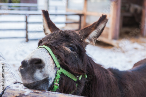 A curious donkey on a farm in winter