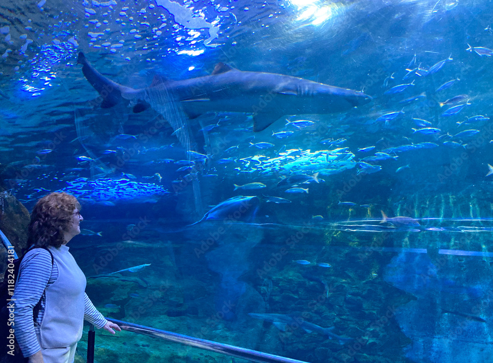 Obraz premium mujer mirando un tiburón en el tunel del aquarium de donostia san sebastian IMG_9398-as25