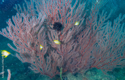 Underwater image of colorful corals - taken while. scuba diving off Havelock Island (Andaman and Nicobar Islands, India) photo