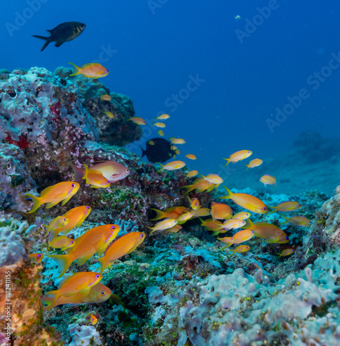 Underwater image taken while. scuba diving off Havelock Island (Andaman and Nicobar Islands, India)
