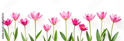 Delicate pink flowers with delicate green stems isolated on white background, garden, bloom