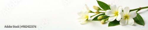 Jojoba flowers on white background with stem and leaves, flowers, simmondsia