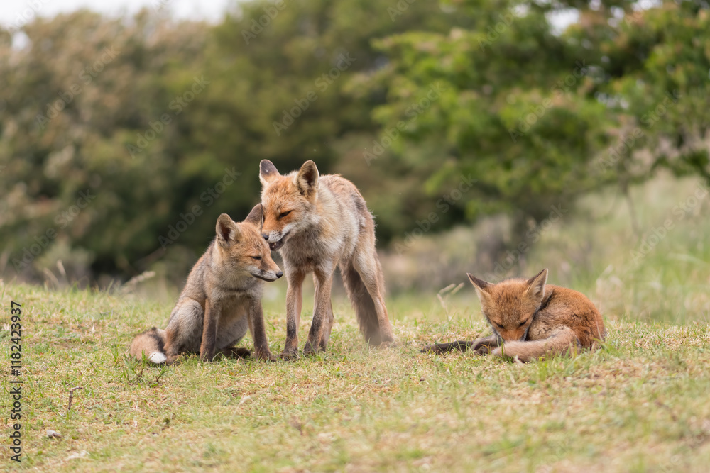 Fototapeta premium Mother red fox playing with her young children. They are having a great time. With the trees of the forest in the background, photographed in the dunes of the Netherlands in a natural habitat.
