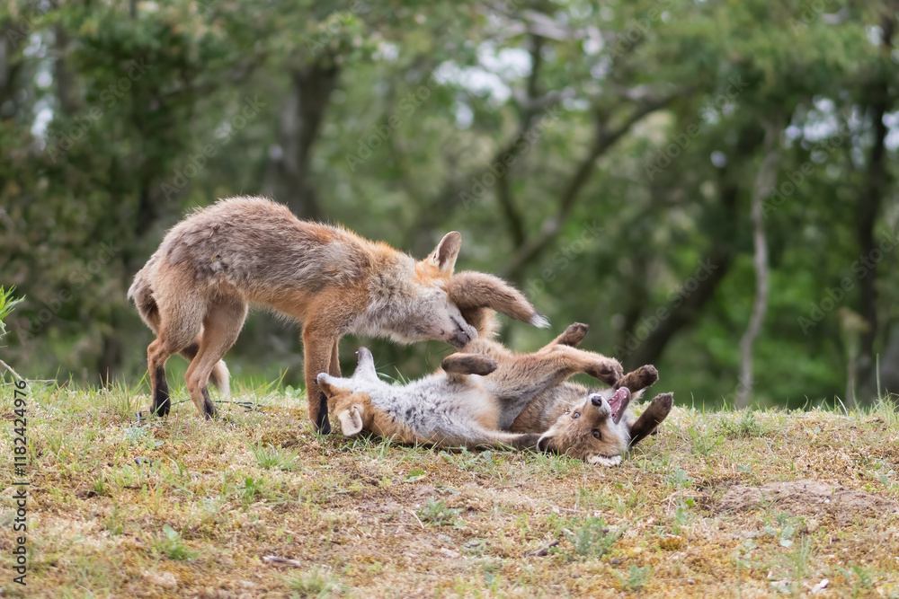 Mother red fox playing with her young children. They are having a great time. With the trees of the forest in the background, photographed in the dunes of the Netherlands in a natural habitat. Mother red fox playing with her young children. They are having a great time. With the trees of the forest in the background, photographed in the dunes of the Netherlands in a natural habitat.
