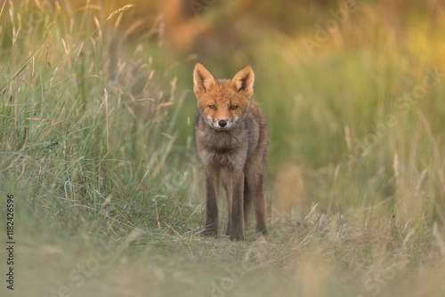 A relaxing young red fox. Standing in the dunes, photographed in the dunes of the Netherlands in a natural habitat.
