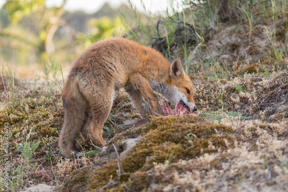A red fox (vulpes vulpes) cub eating prey (young fallow deer) brought by its mother, photographed in the dunes of the Netherlands. A red fox (vulpes vulpes) cub eating prey (young fallow deer) brought by its mother, photographed in the dunes of the Netherlands.