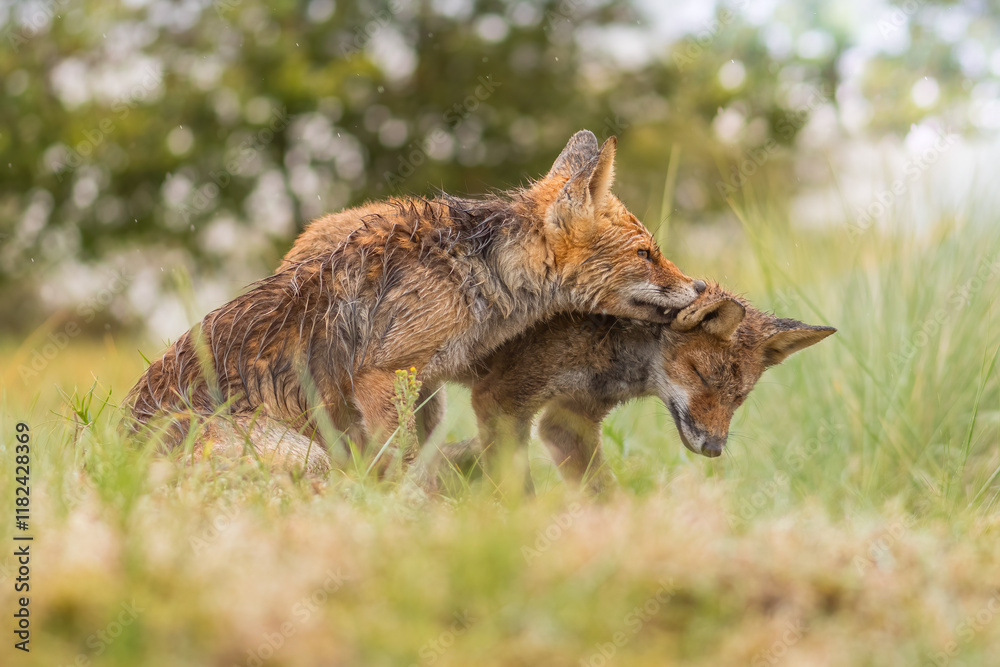 Obraz premium Mother fox sits with her young child in the rain. They are completely soaked by the rain her fur is completely wet, photographed in the dunes of the Netherlands in a natural habitat.