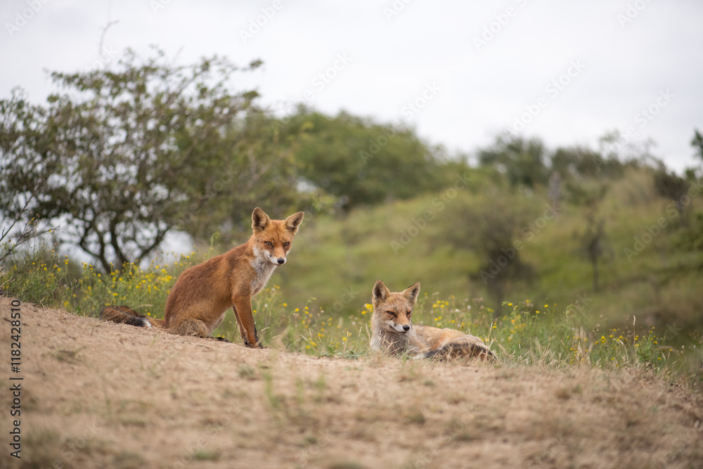 Two adult red foxes. Sitting in the dunes, photographed in the dunes of the Netherlands in a natural habitat. Two adult red foxes. Sitting in the dunes, photographed in the dunes of the Netherlands in a natural habitat.