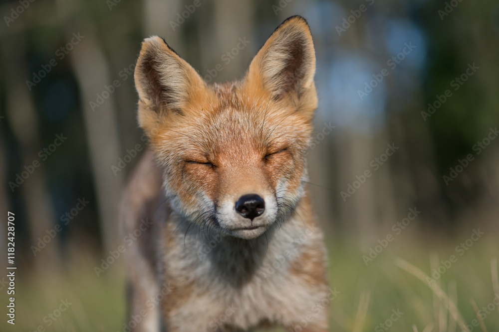 Obraz premium A close-up portrait of a beautiful red fox, photographed in the dunes of the Netherlands in a natural habitat.