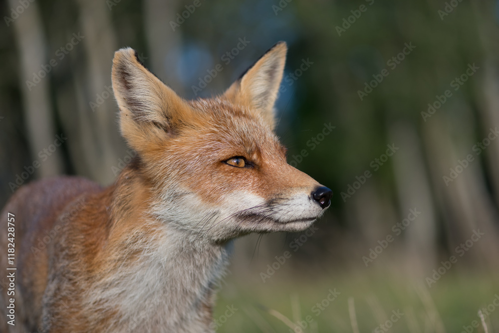 Fototapeta premium A close-up portrait of a beautiful red fox, photographed in the dunes of the Netherlands in a natural habitat.
