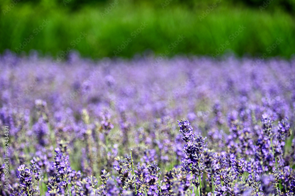 Naklejka premium Purple lavender flowers meadow springtime nature background