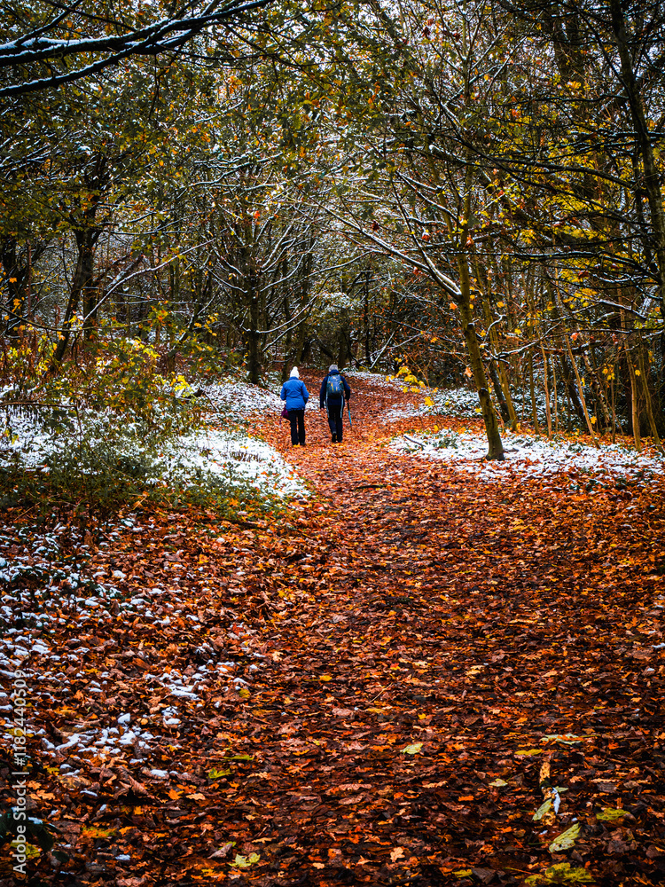 Fototapeta premium Winter in the Forest with some Snow