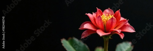 Euphorbia Geroldii in spotlight on black background, desert plant, flowering, greenery photo