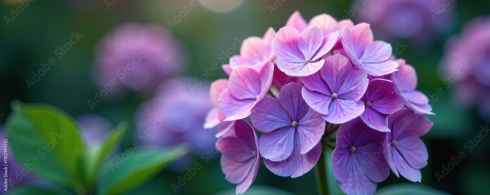 Delicate hydrangea blooms with intricate purple and pink petals, complete, flower Delicate hydrangea blooms with intricate purple and pink petals, complete, flower