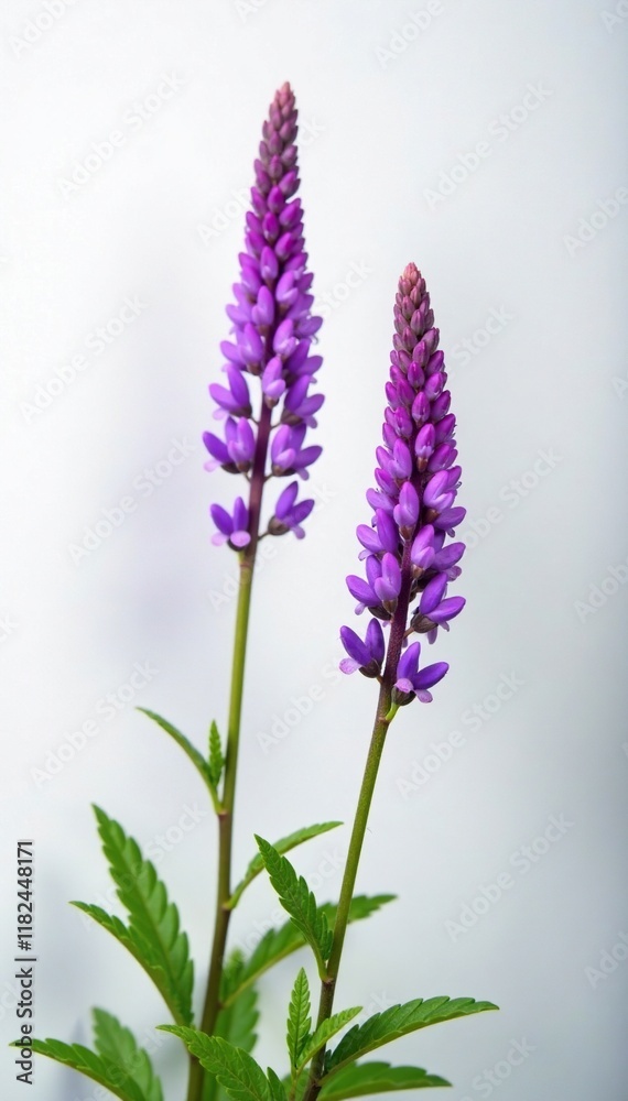 Fototapeta premium Delicate tufted vetch flowers against white Vicia Cracca background, purple bloom, tufted vetch, botanical