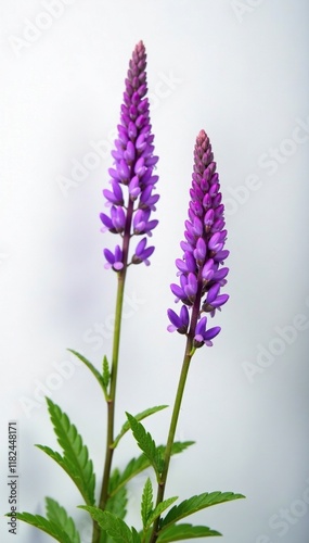 Delicate tufted vetch flowers against white Vicia Cracca background, purple bloom, tufted vetch, botanical