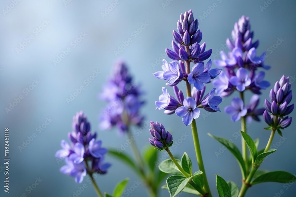 Naklejka premium Dense blue-purple flowers on stems with grey-green foliage, purple flowers, summer flowers, blue catmint