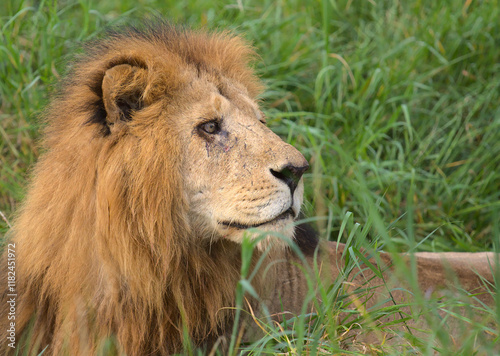 side profile of male lion sitting alert in the grass in the wild solio game reserve, kenya photo