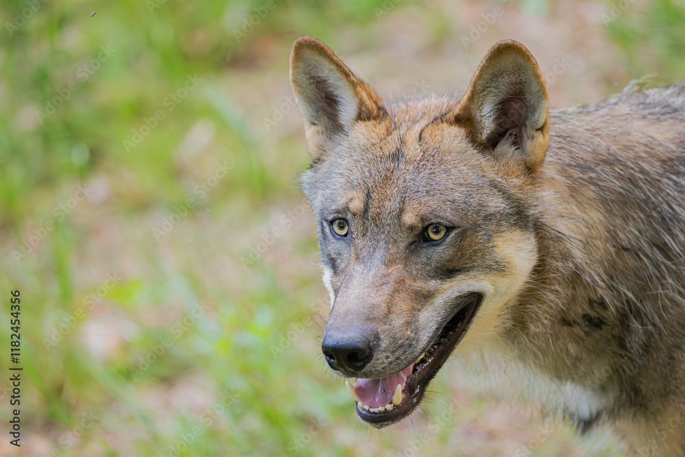 Fototapeta premium Wolf