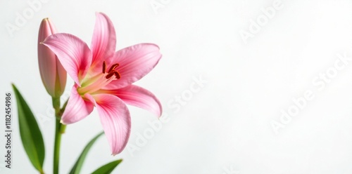 White background with fresh cut pink Oriental Stargazer lily stems, fresh cut, plant
