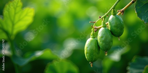 Soybeans with fungal disease affecting the leaves due to inadequate irrigation, plant health, wilting leaves photo