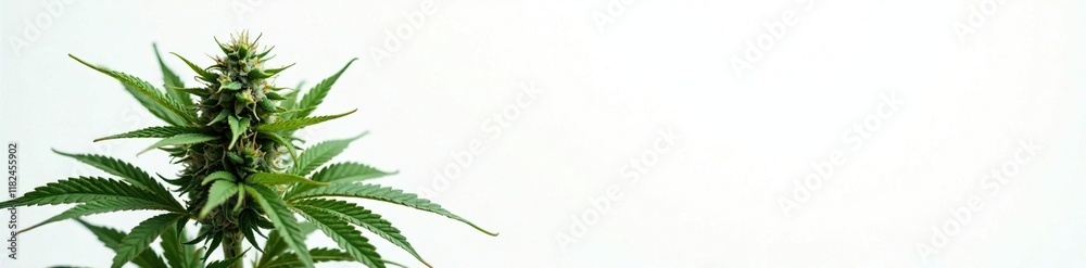 White isolated cannabis plant with dried leaves, leafy, marijuana, grey White isolated cannabis plant with dried leaves, leafy, marijuana, grey