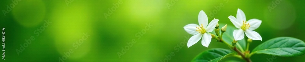 Fototapeta premium Delicate jasmine blooms against a soft green foliage background, nature scenery, greenery, nature