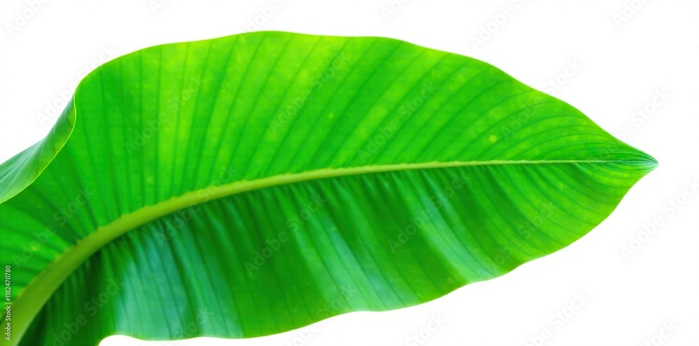 Fototapeta premium Detail of isolated green banana leaf on white background, leafy, plant, nature