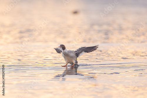 Gänsesäger photo