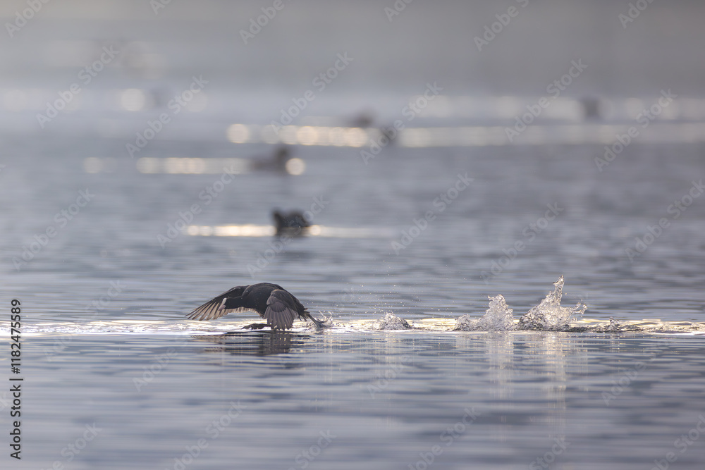 Fototapeta premium Blässhuhn