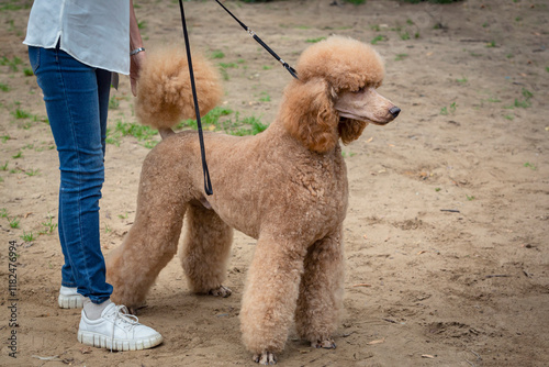 Wallpaper Mural Brown poodle at a dog show Torontodigital.ca