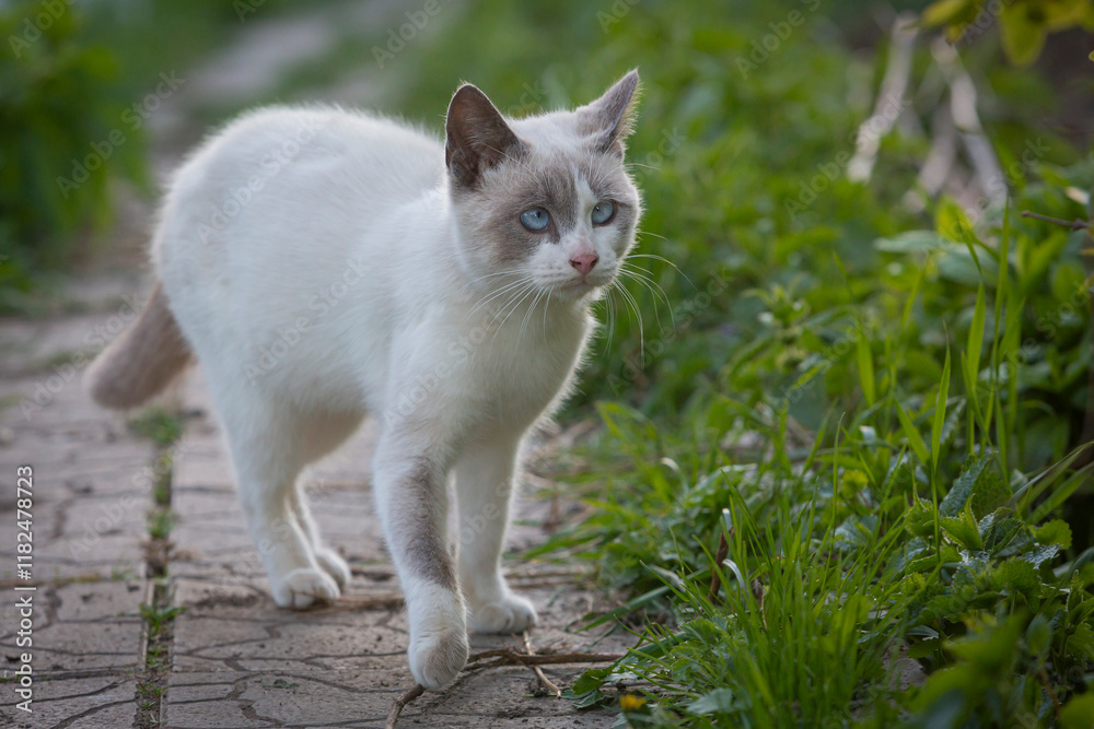 A Siamese cat with cross-eyed eyes is walking in the garden. A Siamese cat with cross-eyed eyes is walking in the garden.