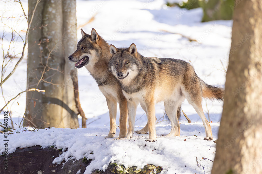 Naklejka premium Wolf