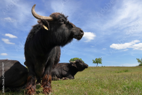  A black buffalo stands under a clear blue sky. photo