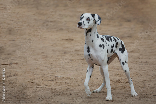 Dalmatian dog portrait stood up tall .