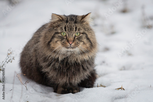 Wallpaper Mural Siberian cat on a winter walk Torontodigital.ca