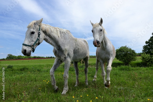 Majestic white horse.