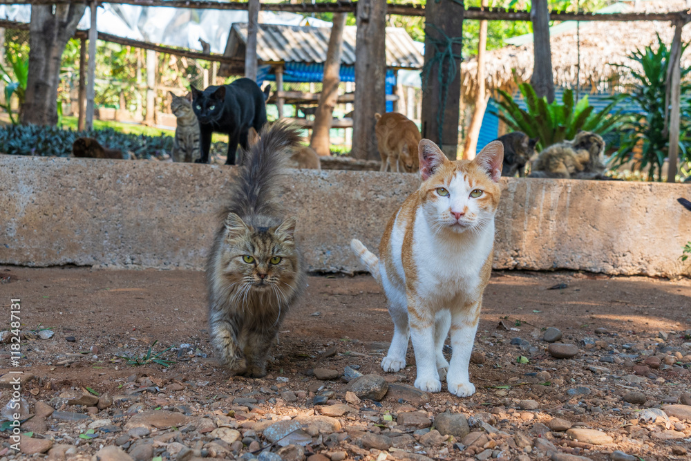 Cat rescue at Elephant Nature Park Chiang Mai and Sanctuary