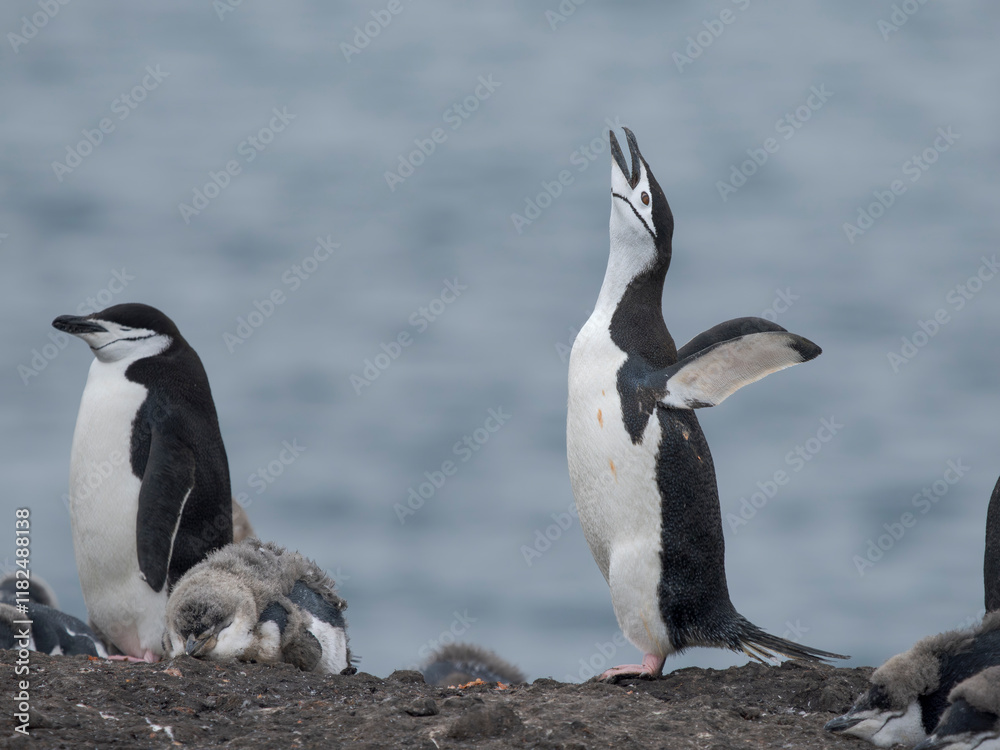 Fototapeta premium Chinstrap penguin. Antarctica, South Shetland Islands, Barrientos Island